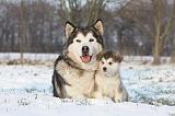 ALASKAN MALAMUTE 329